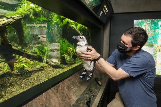 Aquarist Matt Samara gives Beach Donkey a peek inside an Aquarium exhibit during one of her field trips, in October 2022. 