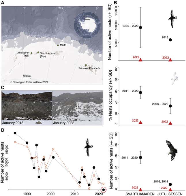 Seabird reproduction in Dronning Maud Land Antarctica.