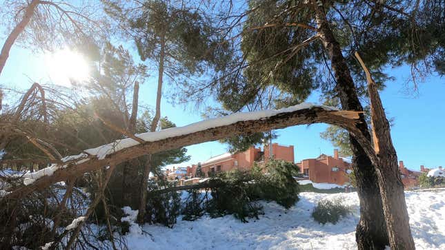 Fallen trees and branches at a public park on January 11, 2021, in Majadahona, Madrid, Spain
