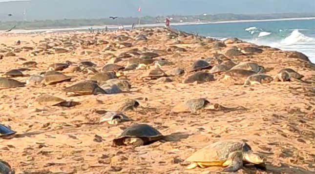 Olive ridley turtles mass nesting in Odisha was falsely attributed to the lockdown by some websites and social media users.