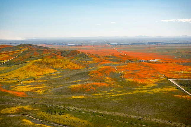 Vista aérea de las superfloraciones en Antelope Valley, en una foto tomada en abril de 2019.
