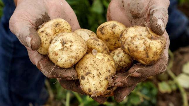 Image for article titled For God’s Sake, Stay Away From European Potato Fields