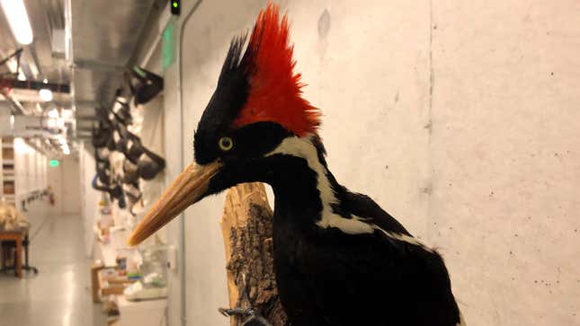 An ivory-billed woodpecker specimen is on a display at the California Academy of Sciences in San Francisco, Friday, Sept. 24, 2021. 