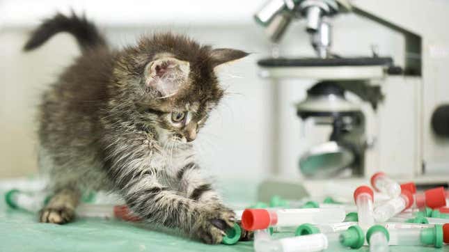 Imagen para el artículo titulado Estos científicos buscan a gente a la que le guste hablar de su gato