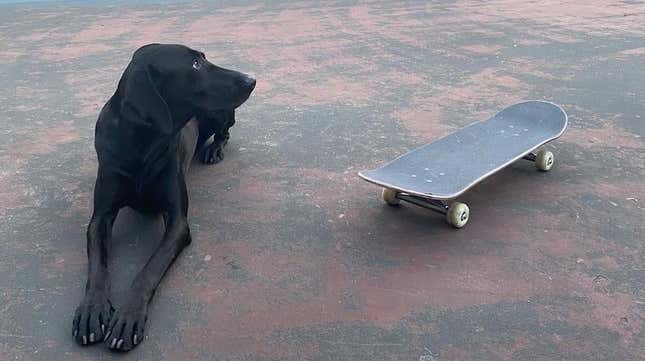 pup and skateboard