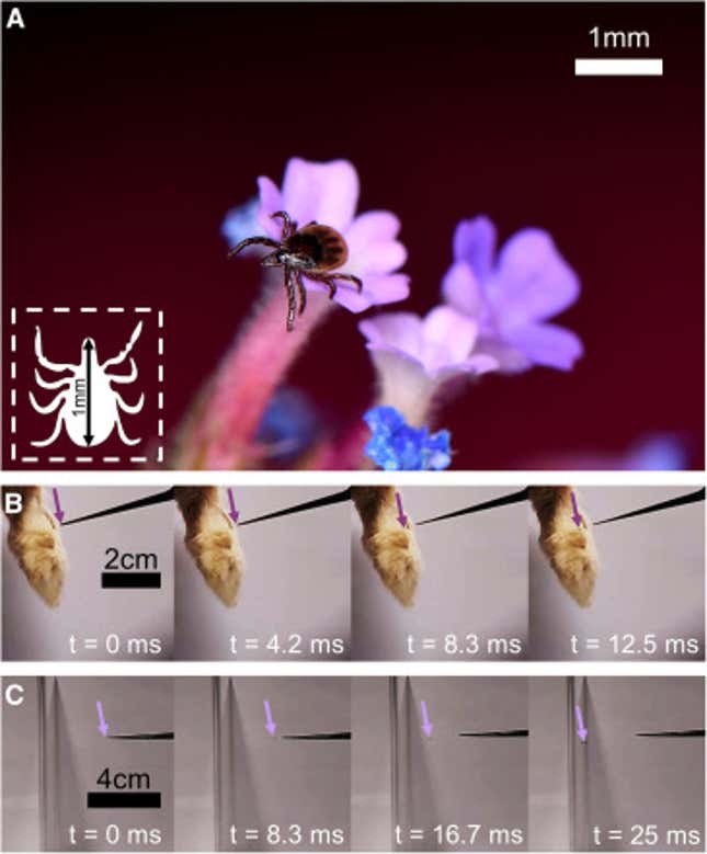 A series of photos showing the statically enhanced jumps of castor bean ticks in the team's experiments.