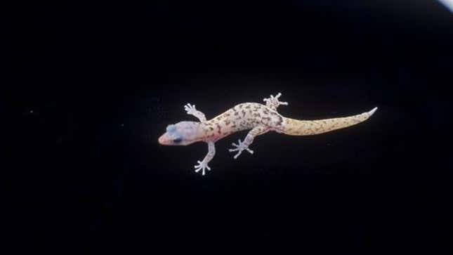 A monito gecko.