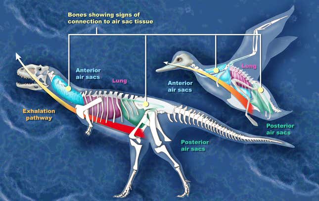 Comparison between the air sacs of Majungasaurus and a duck.