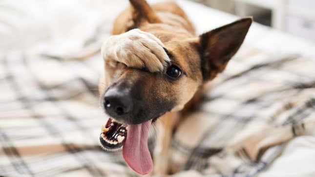 Image for article titled Stop Enabling Your Dog&#39;s Bad Behavior