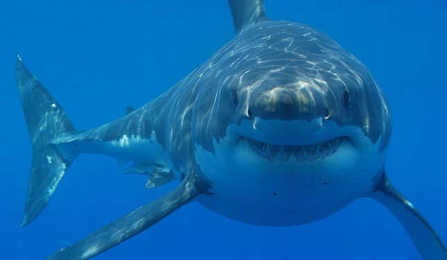 Imagen para el artículo titulado Ya sabemos a qué se deben la mayoría de los ataques de tiburones a humanos