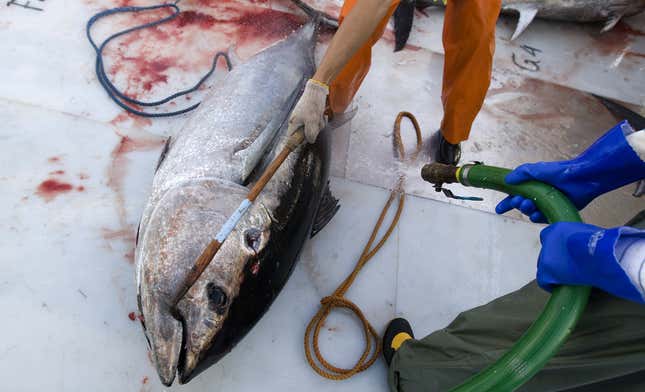 Workers pull freshly-harvested Bluefin tuna aboard a refrigerated fish transport ship lying off the Calabrian coast in southern Italy November 20, 2009. Fishing nations agreed to cut by about a third the quota for Atlantic bluefin tuna, a giant fish prized by sushi lovers, numbers of which have been decimated by commercial catches. Picture taken November 20, 2009. REUTERS/Tony Gentile