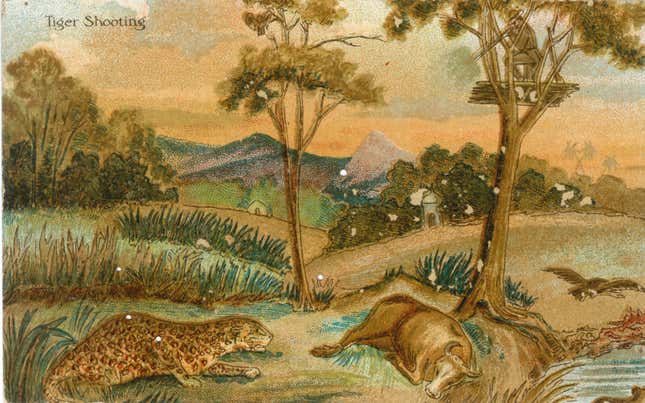Lithographic postcard titled “Tiger Shooting.”