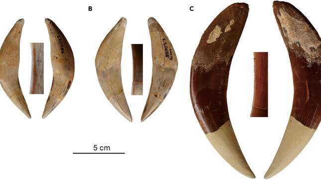 Descubren dos especies desconocidas de tigres dientes de sable gracias a unos fósiles sudafricanos