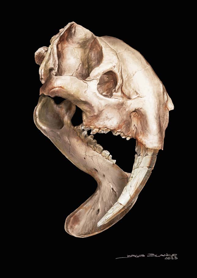 An illustration of Thylacosmilus' skull.