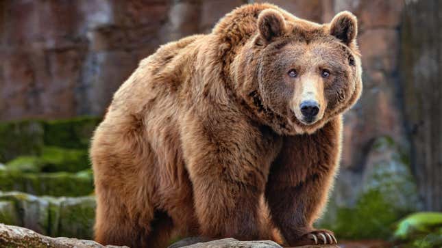 10 Bear Facts You Need for Fat Bear Week