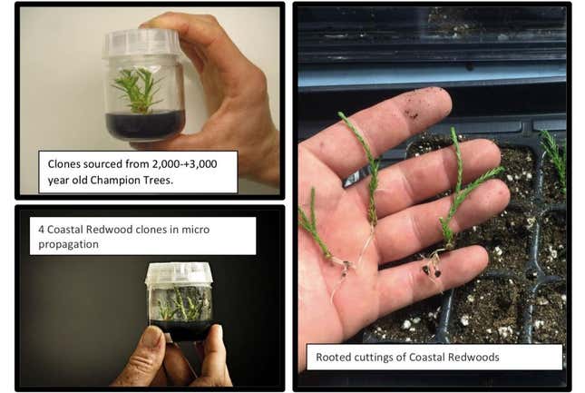 The cloning and propagation process.