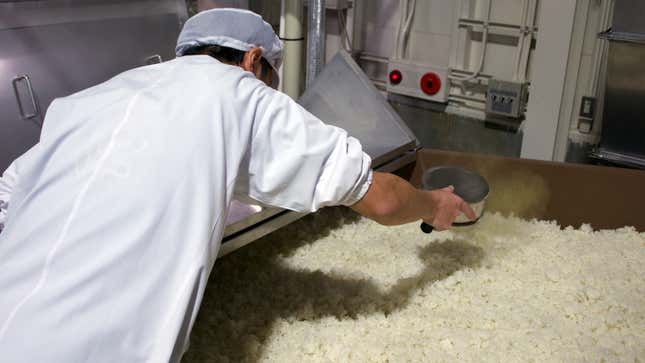 A sake brewer uses a canister filled with little koji-kin spores.