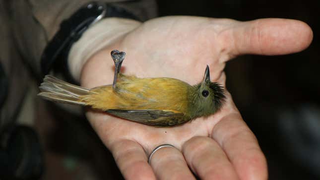 Another of the small birds the team recently measured.