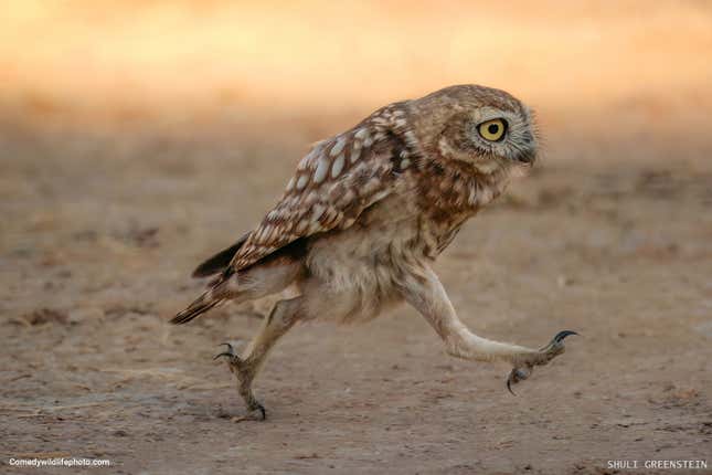 A little owl walks across the Judaean lowlands.