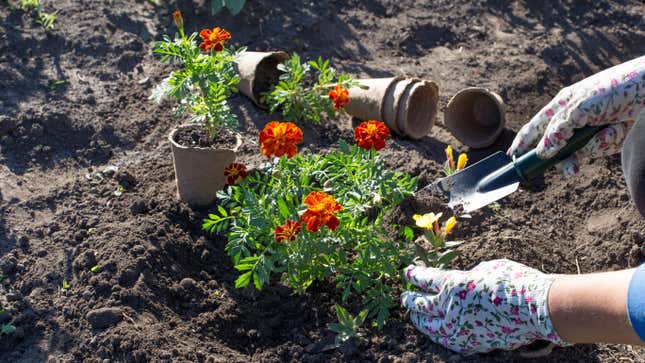 Image for article titled Plant These Self-Sowing Flowers for a Low-Maintenance Garden
