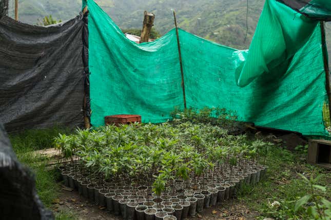 Farmers have developed cheap and fast methods to grow weed, for example, using cuttings to create new plants, as shown here, instead of collecting and sowing seeds.