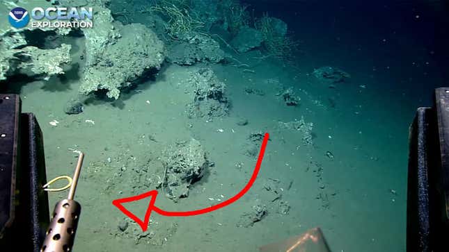 The NOAA's ROV view of the sea bed, along with an arrow pointing to what looks like a gun.