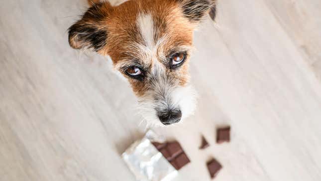 Image for article titled What to Do If Your Dog Eats Chocolate