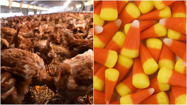 Image for article titled Candy corn used to be called “chicken feed” to appeal to farm folk