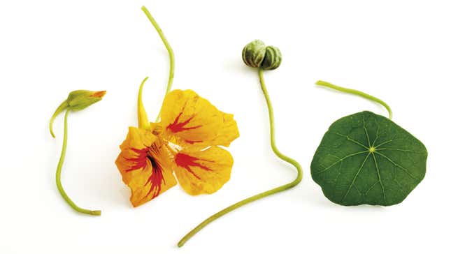 From left to right, the nasturtium bud, bloom, seed and leaf. The buds and seeds are what you want for pickling, ideally the closed buds.
