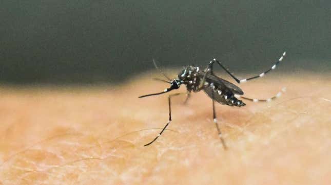 Close-up of mosquito on skin