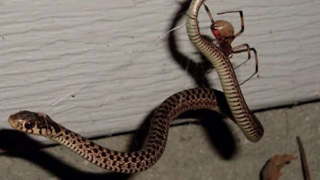 A las arañas les encanta <i>zampar</i> serpientes, y estas fotos son la prueba gráfica