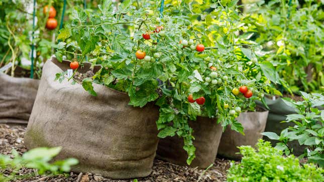 Tomato plants growing in garden bags