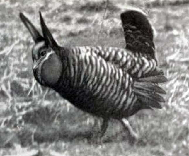 A male heath hen, c. 1900.