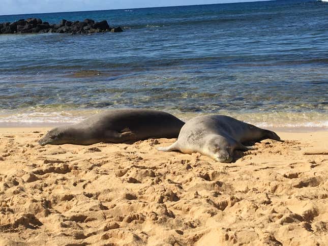 Hawaiian monk seals resting on a beach on Kauai, Hawaii.