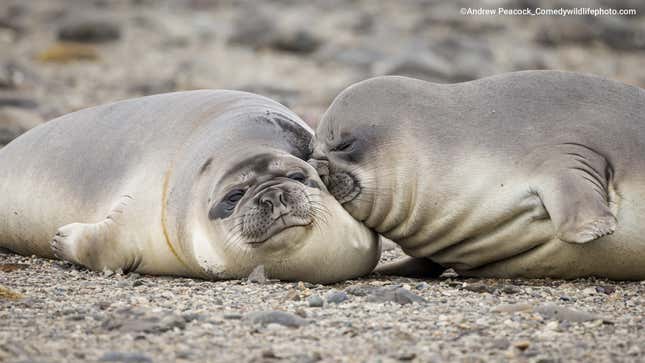 One Southern elephant seal boops another.