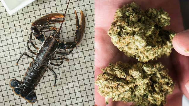 Left: A female lobster on a tile floor; Right: two dank nuggs of marijuana in the palm of a hand