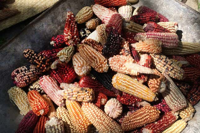 Examples of Ixtenco, Tlaxcala’s extensive landrace corn varietals at the home of Cornelio Hernández Rojas. (Photo credit: Venetia Thompson.)