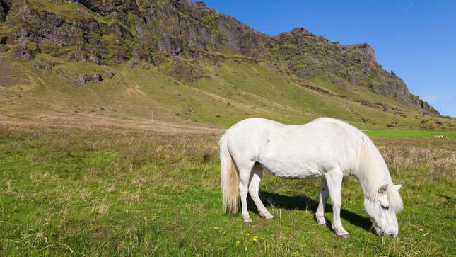 Un caballo de raza islandesa en la región de Suðurland, donde se encuentra el Laki