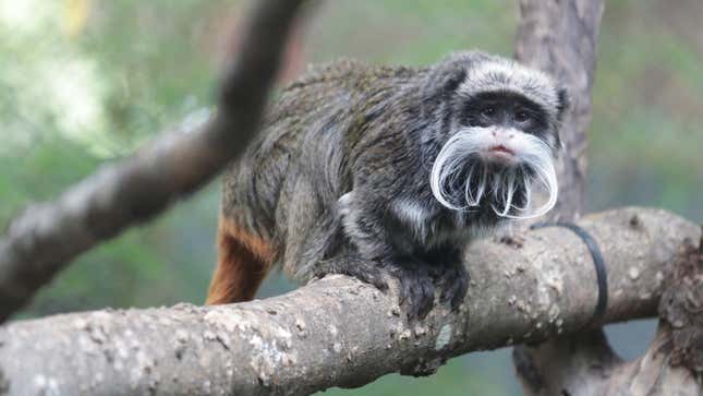 An emperor tamarin monkey looks downward while sitting on a branch.