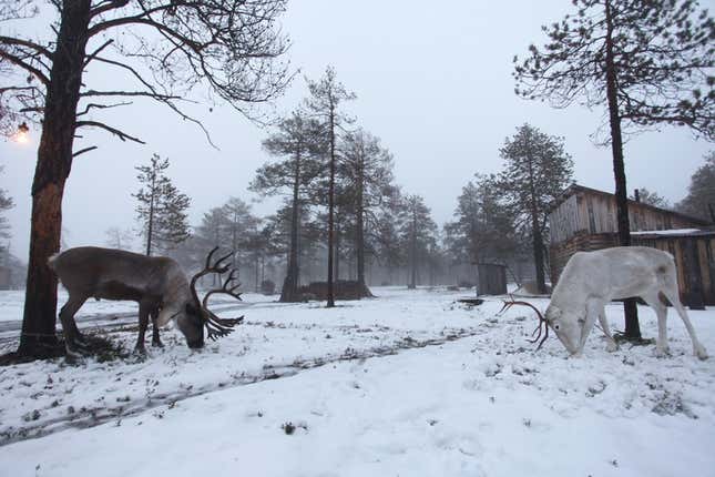 Image for article titled Photos: The gorgeous simplicity of life as a Siberian nomad