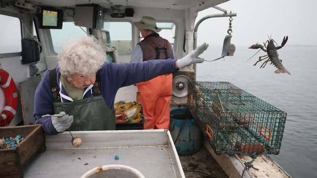 Lobsterwoman Virginia Oliver tosses lobster overboard on Maine boat
