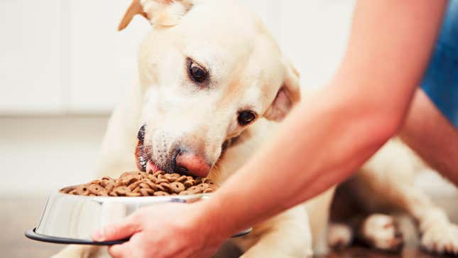 Image for article titled Don&#39;t Feed Your Dog This Recalled Dry Food