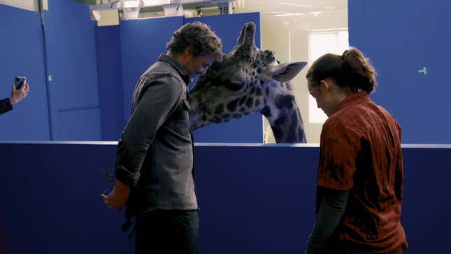 Pedro Pascal and Bella Ramsey are considered on space with Nabo the giraffe.