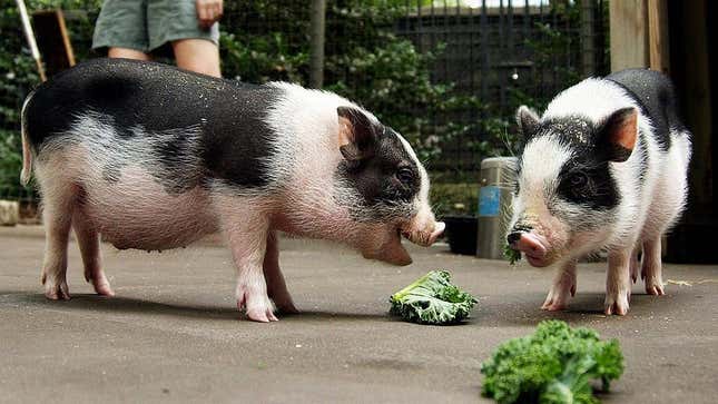 Potbellied pigs eating kale