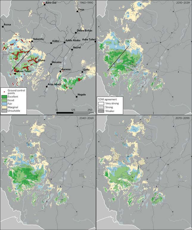 Resilience potential of the Ethiopian coffee sector under climate change