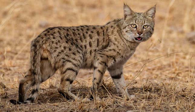 Local conservationists report a change in the presence of the jungle cat, a local species, that is not as commonly seen as it used to be in the Desert National Park (Jaisalmer) or Pokhran. According to the wildlife census by the forest department of the Rajasthan state government, in 2010, the number of jungle cats in protected areas was 1011; this reduced to 830 in the year 2020.