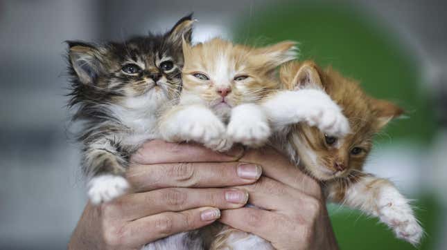 Imagen para el artículo titulado Los científicos están cada vez más cerca de crear gatos hipoalergénicos