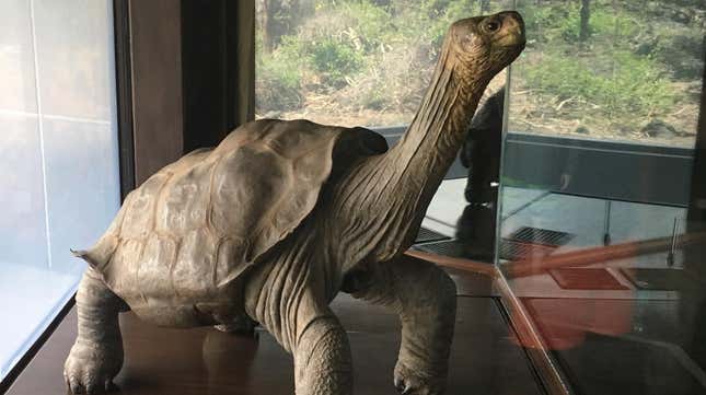 Lonesome George’s remains on display at Charles Darwin Research Station in the Galapagos.
