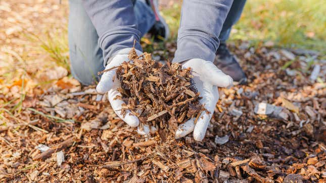 Person holding pile of wood chips outside