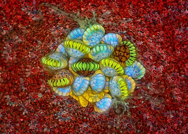 Image for article titled Feather scales, pollen grains, and a single teardrop: what photos of the microscopic world reveal
